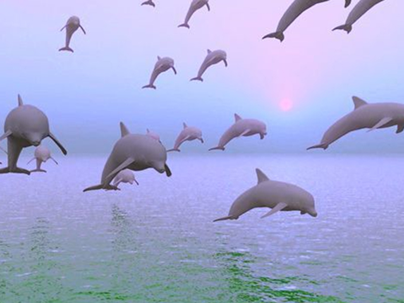 delfines coronavirus mundogris